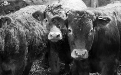 Viande bovine en circuits courts, temps de travail et rentabilité