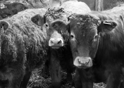 RD visite de la ferme