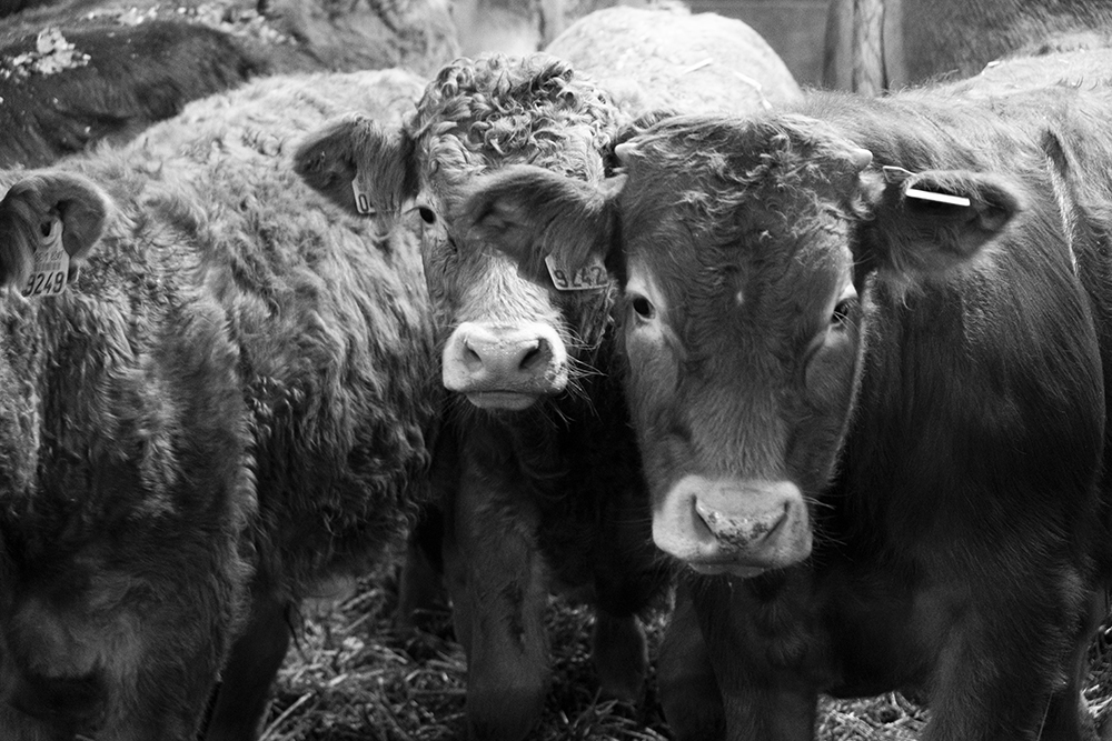 Viande bovine en circuits courts, temps de travail et rentabilité