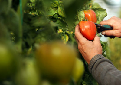 Ferme Destexhe - Accueil Champêtre en Wallonie